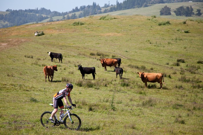 cows are wathing biker